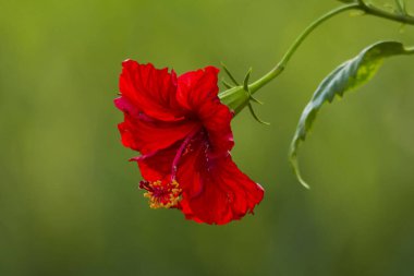 Jeddah 'da Hibiscus çiçeği