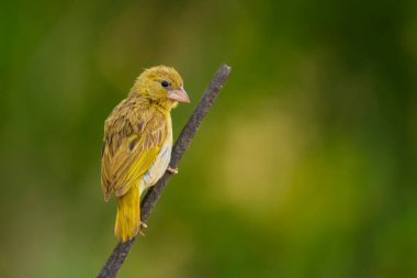 Tek başına oturan Arap altın serçesi