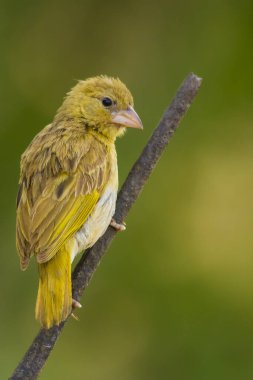 Tek başına oturan Arap altın serçesi