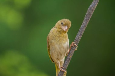 Tek başına oturan Arap altın serçesi