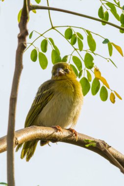 Tek başına oturan Arap altın serçesi