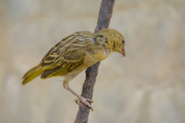Tek başına oturan Arap altın serçesi