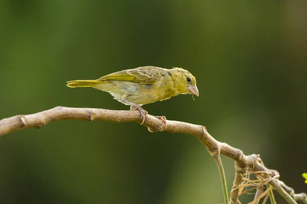 Pardal Dourado Árabe Sentado Sozinho — Fotografia de Stock