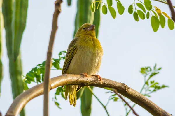 Pardal Dourado Árabe Sentado Sozinho — Fotografia de Stock