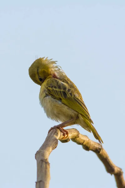 Arabian Golden Sparrow Sitting Alone Isolated Image — Stock Photo, Image