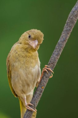 Tek başına oturan Arap altın serçesi