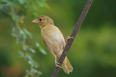 Tek başına oturan Arap altın serçesi