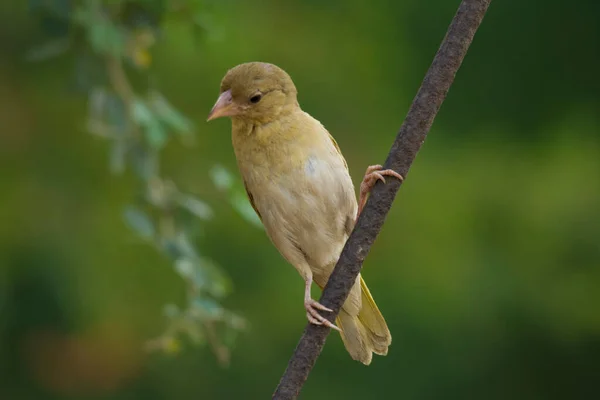 Pardal Dourado Árabe Sentado Sozinho — Fotografia de Stock