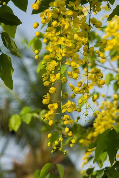 Gyllene Blommor Dusch Vid Jeddah — Stockfoto