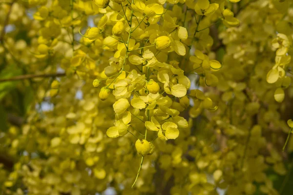 Gyllene Blommor Dusch Vid Jeddah — Stockfoto