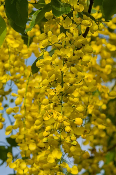 Gyllene Blommor Dusch Vid Jeddah — Stockfoto