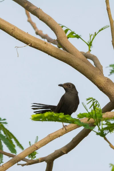 Black Drongo Jeddah — стокове фото