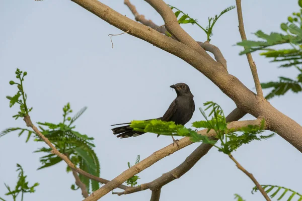 Black Drongo Jeddah — стокове фото