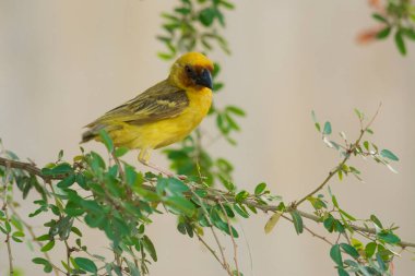 Maskeli dokumacı yalnız oturuyor.