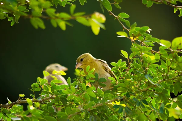 Passero Dorato Arabo Jeddah — Foto Stock