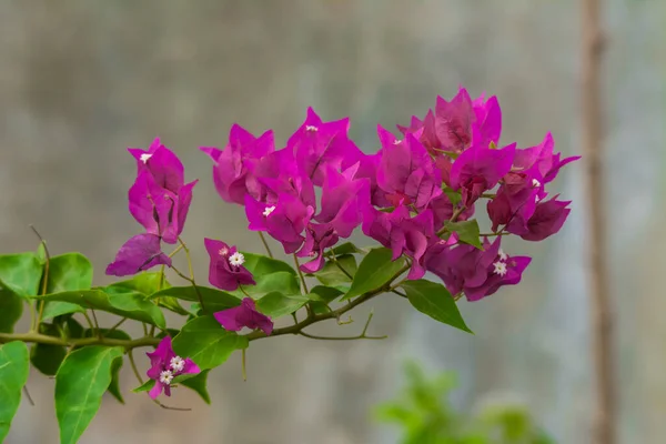 Bougainvillea Flower Jeddah — Stock Photo, Image