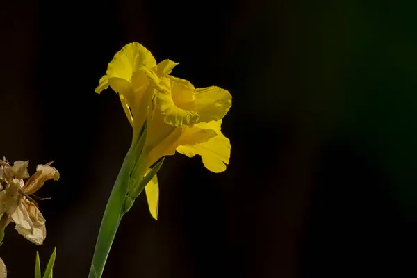 Gul Canna Indica Blomma Svart Bakgrund — Stockfoto