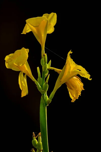 Yellow Canna Indica Flower Black Background — Stock Photo, Image