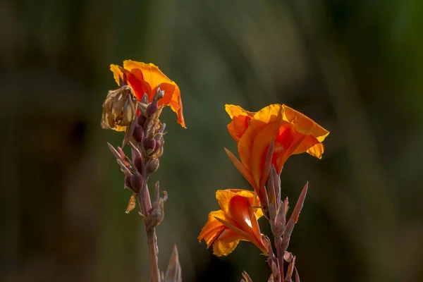 Röd Canna Indica Blomma Svart Bakgrund — Stockfoto