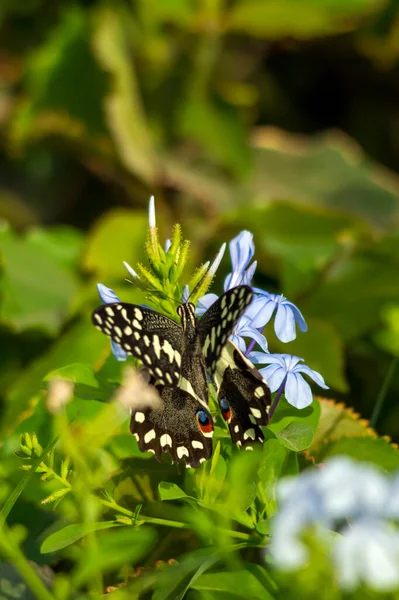 Common Lime Butterfly Blue Plumbago Flower — Stock Photo, Image