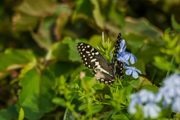 Borboleta Limão Comum Flor Plumbago Azul — Fotografia de Stock