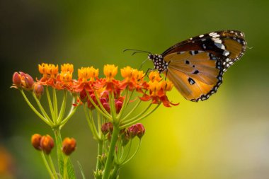 Asclepias curassavica çiçeğinde Danaid Eggfly