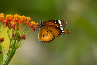 Asclepias curassavica çiçeğinde Danaid Eggfly