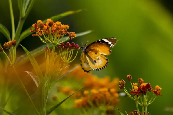 Tigre Uni Sur Fleur Asclépiade Tropicale — Photo