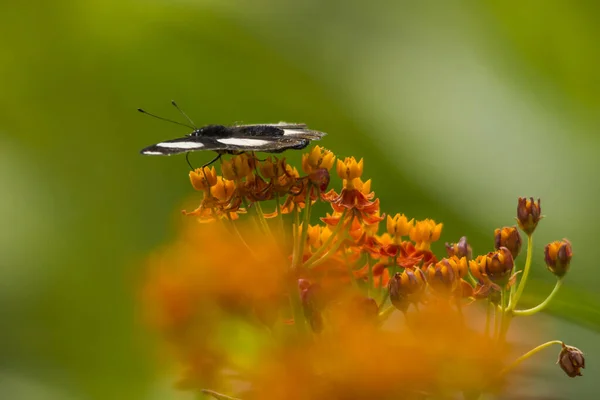 Danaid Eggfly Asclepias Curassavica Flor — Fotografia de Stock