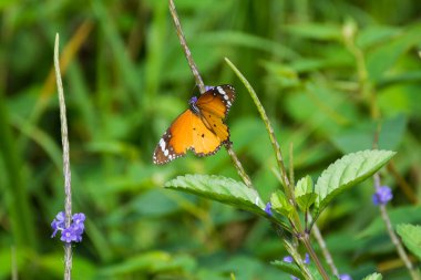 Çiçek üzerindeki kaplan