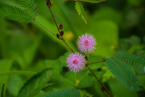 Mimosa Pudicavirág Közelről — Stock Fotó