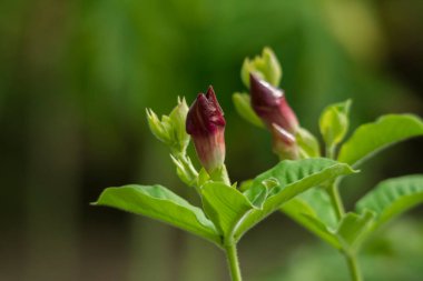 Pembe Alamanda çiçek tomurcukları