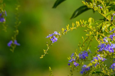 güzel çiçek arka plan görüntüsü