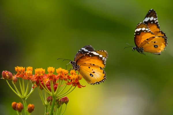 Danaid Eierfliege Auf Asclepias Curassavica Blume — Stockfoto