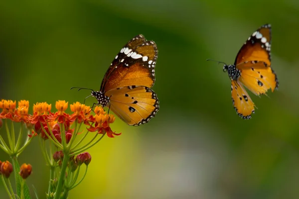 Danaid Eierfliege Auf Asclepias Curassavica Blume — Stockfoto