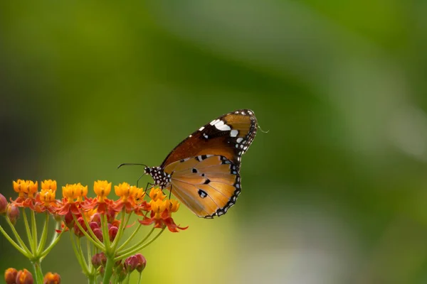 Danaid Eggfly Asclepias Curassavica Flower — Stock Photo, Image