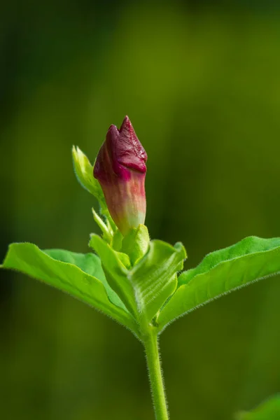 Pink Alamanda Flower Bud — Zdjęcie stockowe