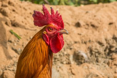 Suudi Arabistan 'dan horoz portresi