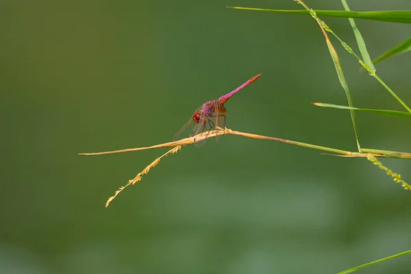 Crimson Marsh Glider Male — Stock Photo, Image