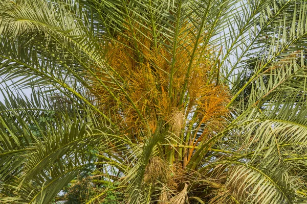 Dates palm tree at Jeddah
