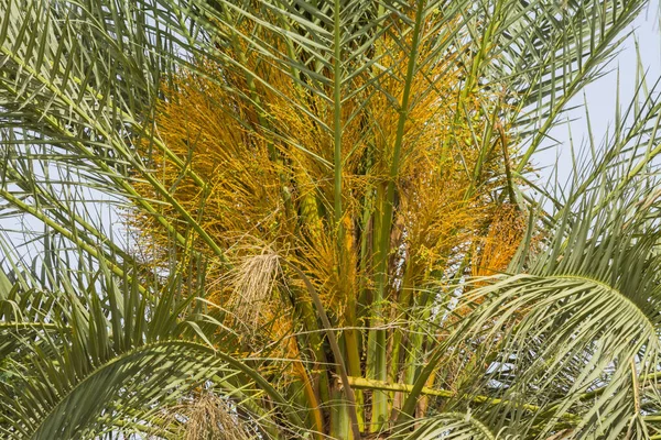 Dates Palm Tree Image — Stockfoto