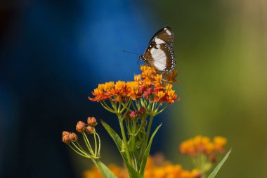 Asclepias curassavica çiçeğinde Danaid Eggfly
