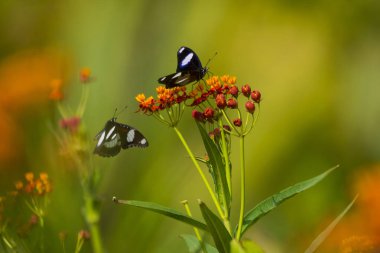 Asclepias curassavica çiçeğinde Danaid Eggfly
