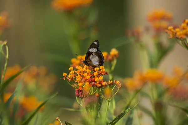 Danaid Eggfly Asclepias Curassavica Flor — Fotografia de Stock