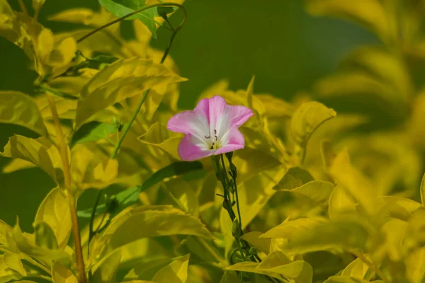 Pink Flower Yellow Leaf Background — 스톡 사진