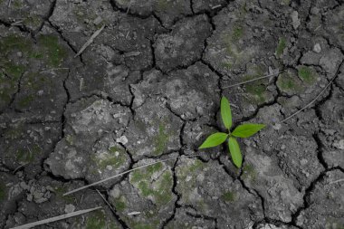 Çatlak zemin ve hayatta kalan canlı şey