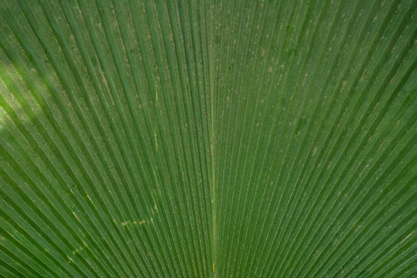 Green Leaf Natural Background Image — 스톡 사진