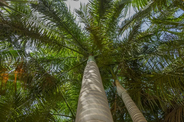 Beautiful View Areca Catechu Tree — Stockfoto