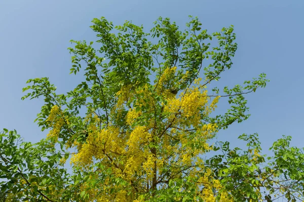 Golden Shower Tree Bloom Jeddah Saudi Arabia — Stock Photo, Image