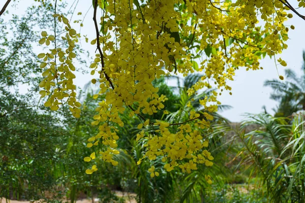 Golden Shower Tree Bloom Jeddah Saudi Arabia — Stockfoto